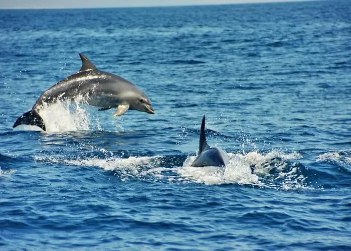 Casa Dos Reis - Albufeira, Center アルブフェイラ